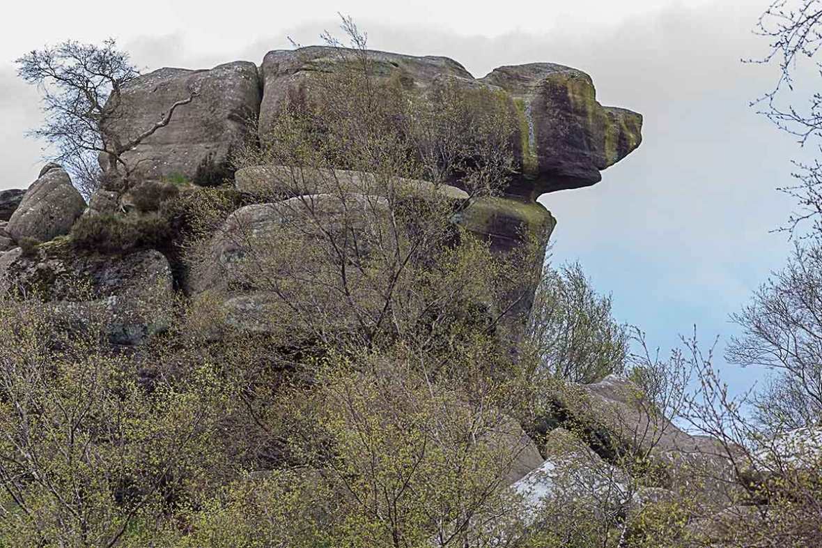 Brimham-Rocks-Watchdog